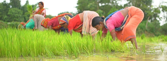 Solar for Tea Gardens